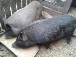 Prodám zakrslá prasátka